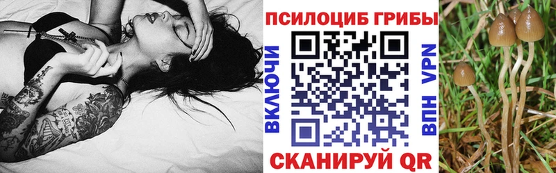 даркнет Telegram  Казань  Галлюциногенные грибы Psilocybe 